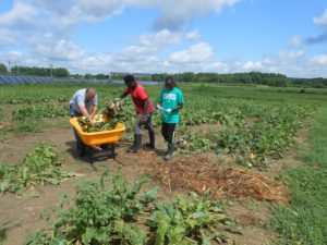 16 0818 First Harvest Harvesting Energy Beet in Test Plot field UMES