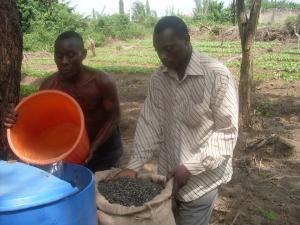 From L-R Mr. Kehinde (Field Worker) and Mr. Oladunjoye A. Waleola(M.D) Avandith Renewable Energy Ltd. Nig. During soaking of Jatropha seeds in readiness for planting at Oyo State. (26/01/2009).
