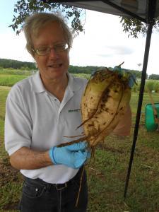 UMES Aug 18 2016 Harvest Day 1 Kozak with sample energy beet