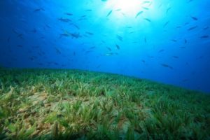 Sea grasses; Earth Times